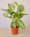 House Plant Shop Chinese Evergreen Silver Bay Live Plant, 4" Pot In No Color