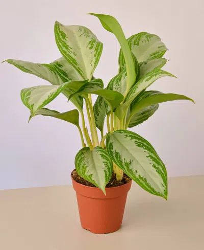 House Plant Shop Chinese Evergreen Silver Bay Live Plant, 4" Pot In No Color
