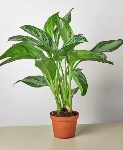 House Plant Shop Chinese Evergreen 'silver Bay' Live Plant, 6" Pot In No Color