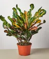 House Plant Shop Croton Mammy Live Plant, 6" Pot In No Color