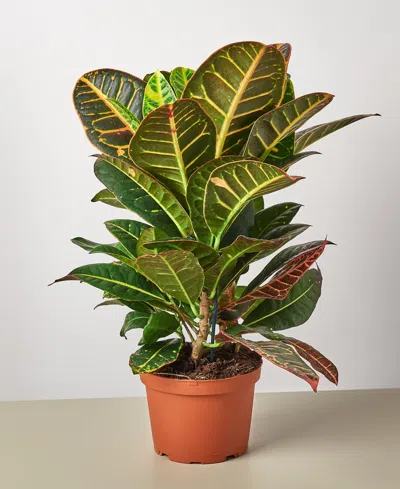 House Plant Shop Croton Petra 'joseph's Coat' Live Plant, 6" Pot In No Color