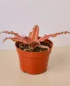 House Plant Shop Cryptanthus 'pink Star' Live Plant, 4" Pot In No Color