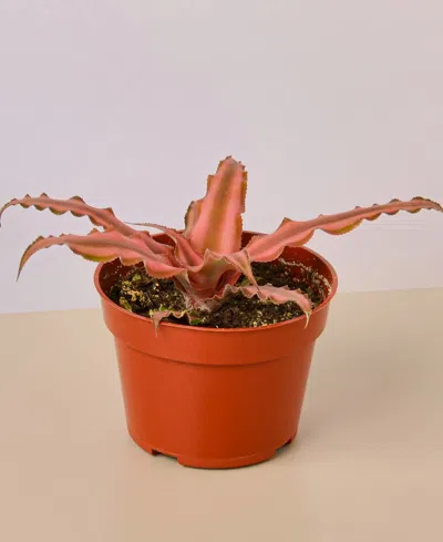 House Plant Shop Cryptanthus 'pink Star' Live Plant, 4" Pot In No Color