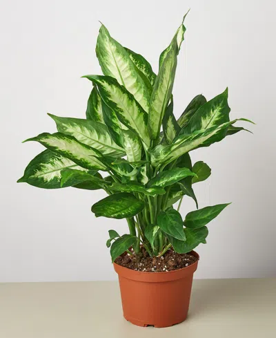 House Plant Shop Dieffenbachia Camille Live Plant, 6" Pot In No Color
