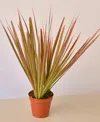 House Plant Shop Dracaena 'colorama' Live Plant, 4" Pot In No Color