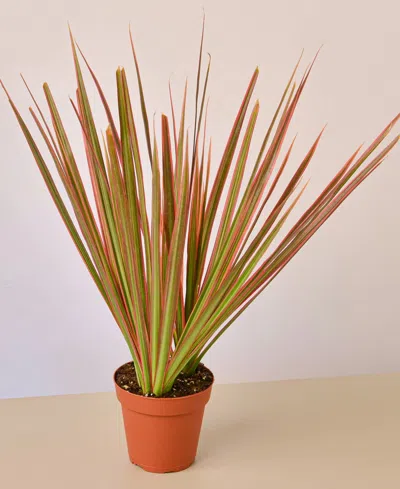 House Plant Shop Dracaena 'colorama' Live Plant, 4" Pot In No Color