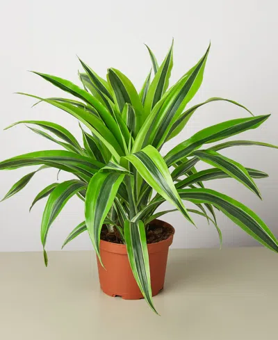 House Plant Shop Dracaena Deremensis 'lemon Suprise' Live Plant, 6" Pot In No Color