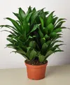 House Plant Shop Dracaena 'janet Craig' Live Plant, 6" Pot In No Color