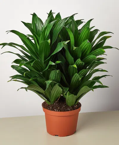 House Plant Shop Dracaena 'janet Craig' Live Plant, 6" Pot In No Color