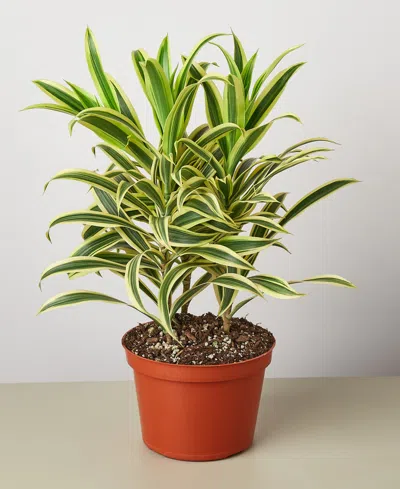 House Plant Shop Dracaena 'song Of India' Live Plant, 6" Pot In No Color