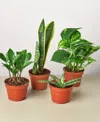 House Plant Shop Easy Care Live Plants, Pack Of 4 In No Color