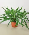 House Plant Shop Fern 'kangaroo Paw' Live Plant, 6" Pot In No Color