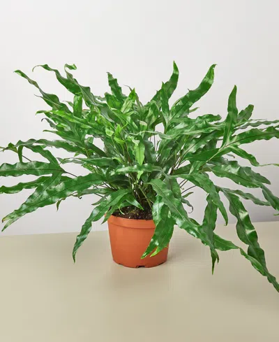 House Plant Shop Fern 'kangaroo Paw' Live Plant, 6" Pot In No Color