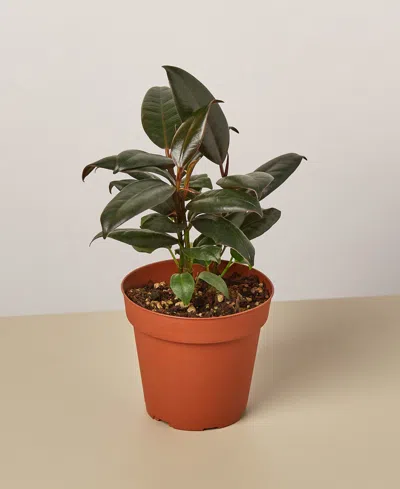 House Plant Shop Ficus Elastica 'burgundy' Live Plant, 4" Pot In No Color