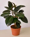 House Plant Shop Ficus Elastica 'burgundy' Live Plant, 6" Pot In No Color