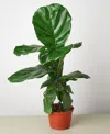 House Plant Shop Ficus Lyrata Fiddle Leaf Fig Live Plant, 6" Pot In No Color