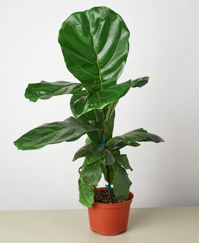 House Plant Shop Ficus Lyrata Fiddle Leaf Fig Live Plant, 6" Pot In No Color