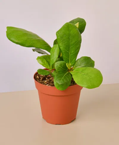 House Plant Shop Fiddle Leaf Fig Ficus Lyrata Live Plant, 4" Pot In No Color