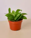 House Plant Shop Hoya Carnosa Live Plant, 4" Pot In No Color