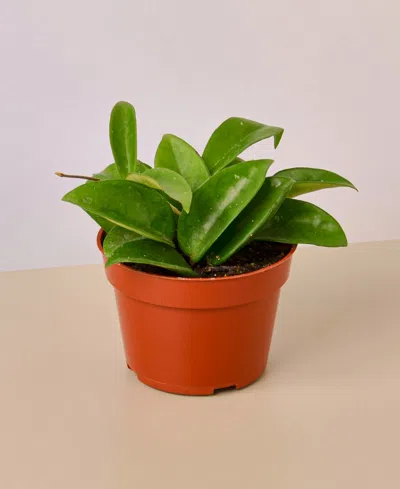 House Plant Shop Hoya Carnosa Live Plant, 4" Pot In No Color