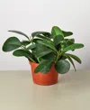 House Plant Shop Hoya 'obovata' Live Plant, 6" Pot In No Color