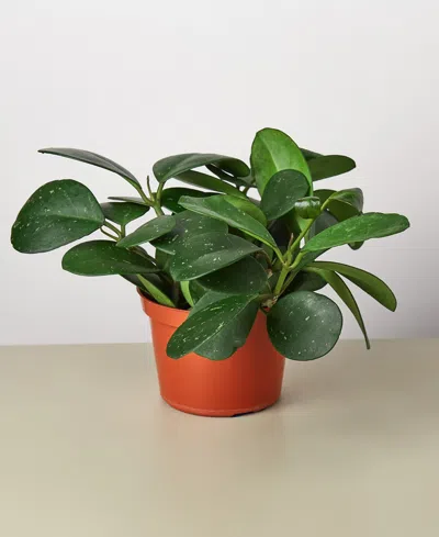 House Plant Shop Hoya 'obovata' Live Plant, 6" Pot In No Color
