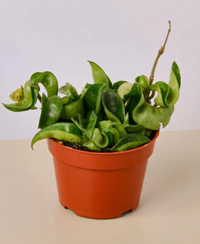 House Plant Shop Hoya Rope Live Plant, 4" Pot In No Color