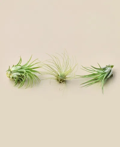 House Plant Shop Live Air Plants, Pack Of 3 In No Color