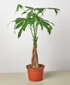 House Plant Shop Money Tree 'guiana Chestnut' Pachira Braid Live Plant, 6" Pot In No Color