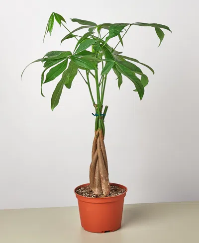 House Plant Shop Money Tree 'guiana Chestnut' Pachira Braid Live Plant, 6" Pot In No Color