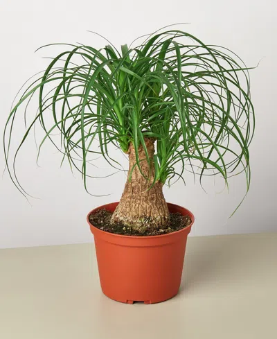 House Plant Shop Palm 'ponytail' Live Plant, 6" Pot In No Color