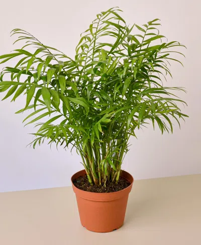 House Plant Shop Parlor Palm Live Plant, 6" Pot In No Color