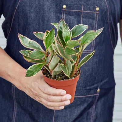 House Plant Shop Peperomia Ginny / 6" Pot / Live Plant / House Plant / Free Care Guide