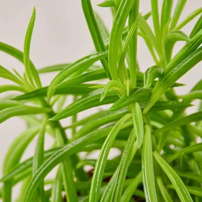 House Plant Shop Peperomia Green Bean - 4" Pot