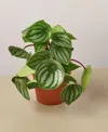 House Plant Shop Peperomia Watermelon Live Plant, 4" Pot In No Color