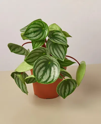 House Plant Shop Peperomia Watermelon Live Plant, 4" Pot In No Color