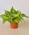 House Plant Shop Philodendron Brasil Live Plant, 4" Pot In No Color