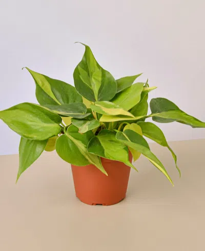 House Plant Shop Philodendron Brasil Live Plant, 4" Pot In No Color