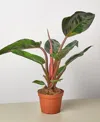 House Plant Shop Philodendron 'congo Rojo' Live Plant, 6" Pot