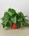 House Plant Shop Philodendron Cordatum Heartleaf Live Plant, 6" Pot In No Color