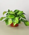 House Plant Shop Philodendron Hederaceum 'brasil' Live Plant, 6" Pot In No Color