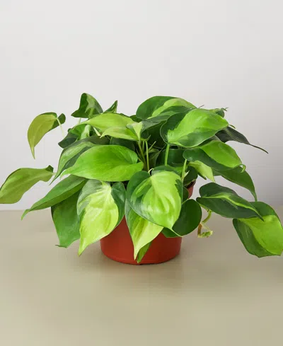 House Plant Shop Philodendron Hederaceum 'brasil' Live Plant, 6" Pot In No Color