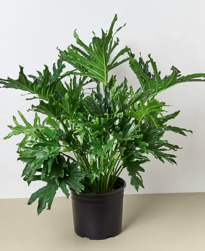House Plant Shop Philodendron 'lickety Split' Live Plant, 8" Pot In No Color