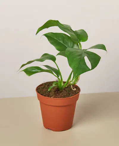 House Plant Shop Philodendron Mini Monstera Minima Live Plant, 4" Pot In No Color