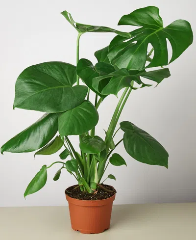House Plant Shop Philodendron 'monstera' Live Plant, 6" Pot In No Color