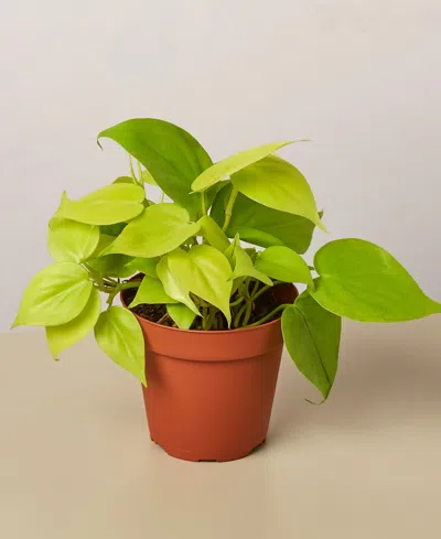 House Plant Shop Philodendron 'neon' Live Plant, 4" Pot In No Color