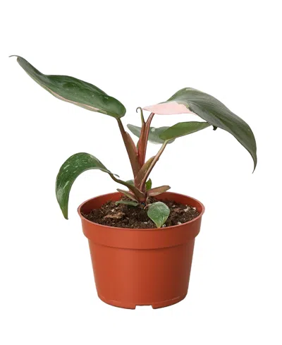 House Plant Shop Philodendron Pink Princess In 4" Pot In No Color
