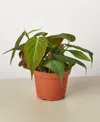 House Plant Shop Philodendron 'velvet' Live Plant, 4" Pot In No Color