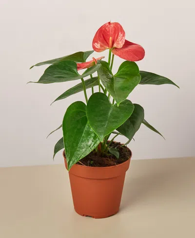 House Plant Shop Pink Anthurium Live Plant, 4" Pot In No Color