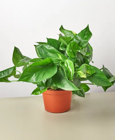 House Plant Shop Pothos Golden Live Plant, 6" Pot In No Color